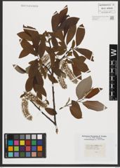 Foto von Salix appendiculata Vill.